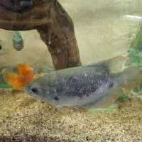 گورامی  جاینت