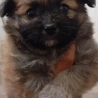 واگذاری پامر