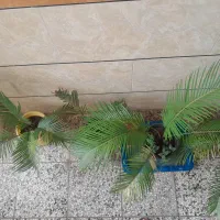گل سیکاس