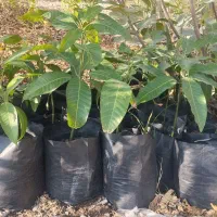 نهال انبه محلی 150