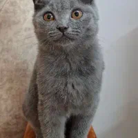 بچه گربه اسکاتیش