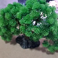 دکور آکواریوم درخچه