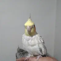 عروس هلندی ۲عدد ماده  مولد یک عدد جوجه نر|پرنده|محمدشهر, ولدآباد|دیوار