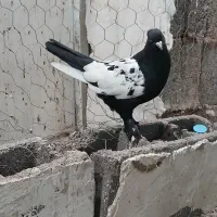 جفت سینه نر و ماده