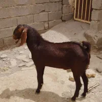 35000000|حیوانات مزرعه|نیمروز, |دیوار