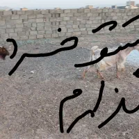 باسلام.چبش سانن