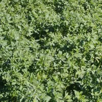 یونجه سر پا برای چرای دام