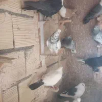 طوق سور پریده زمانتی