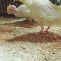 یک جفت عروس و دو جوجه