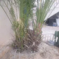پنیر نخل