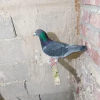 کبوتر مسافتی|پرنده|خسروشاه, |دیوار