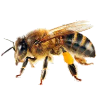 زنبور