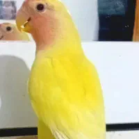 طوطی برزیلی اوپال ماده