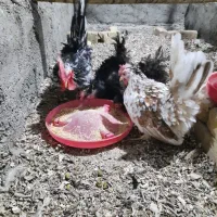 تخم نطفه دار.جوجه.نیمچه.مرغ و خروس آمروک.ویاندت|حیوانات مزرعه|قزوین, |دیوار