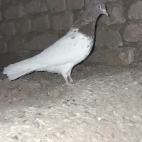 کله سرخ ماده|پرنده|تاکستان, |دیوار