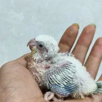 راهب سرلاکی آبی کراس اور و خورشیدی سانکانور سرلاکی
