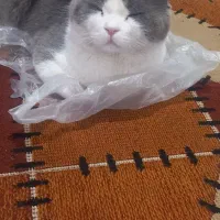 گربه|گربه|نیشابور, جمهوری|دیوار