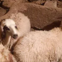 بره پرواری