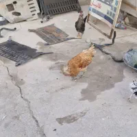 خروس پولند|حیوانات مزرعه|برخوار, |دیوار