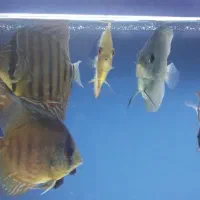 اکواریوم دیسکس|ماهی|بروجرد, |دیوار