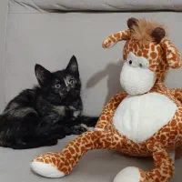 بچه گربه زیبا دوماه بدون مادر|گربه|رشت, معلولین|دیوار