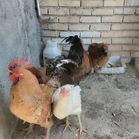 خروس محلی مرغ لاری