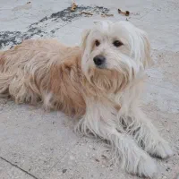 سگ آپارتمانی نژاد شیتزو