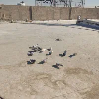 کفتر خوب پرشی ب ضمانت|پرنده|سلفچگان, |دیوار