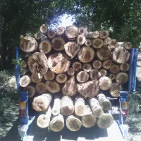 خریدار تیر سقفی چوب خشک و تروضایعات وبریدن درخت