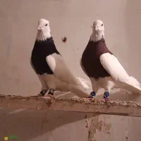 طوق سیاه