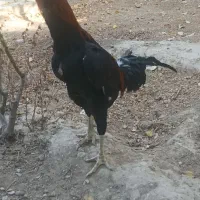 لاری اصیل|حیوانات مزرعه|درگز, |دیوار