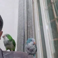 دوعدد طوطی راهب فوق دستی درحد عروسک|پرنده|آبپخش, |دیوار