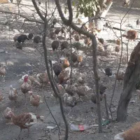 بوقلمون نر وماده|حیوانات مزرعه|مشهد, شهرک امام هادی (شهرک غرب)|دیوار