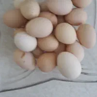 تخم مرغ نطفه دار ۱۰۰/ مرندی و نژاد ایسبار