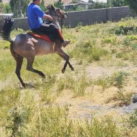 مادیان کرد با کره