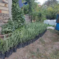 نهال سبز و زرده تضمینی