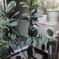 معاوضه وفروش گلهای خانگی