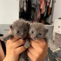 واگذاری بچه گربه اسکاتیش بلو