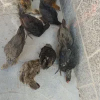 جوجه بومی