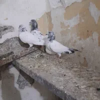 شیخ بحرینی ، اشعل|پرنده|بندر ماهشهر, |دیوار