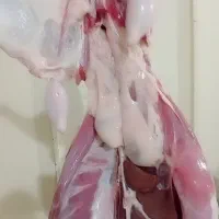 قصاب سیارشبانه روزی|خدمات پذیرایی، مراسم|اندیمشک, |دیوار