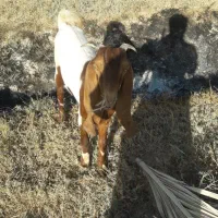 دوعدد بزماده|حیوانات مزرعه|خرمشهر, |دیوار