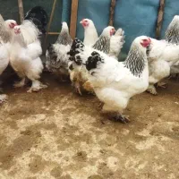 جوجه و تخم نطفه دار برهما دلاری