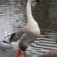 قو غاز محلی