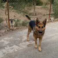 سگ ژرمن|سگ|قزوین, |دیوار