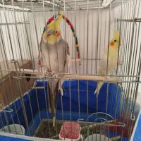 عروس هلندی نرو ماده