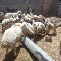 ۱۲ راس میش جوان
