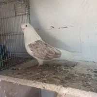 پشتار نر مست