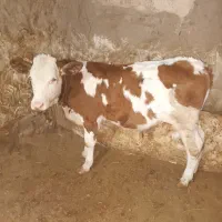گاو شیری جوان