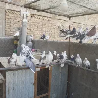 کبوتر شازده|پرنده|شهریار, شهرک مصطفی خمینی|دیوار